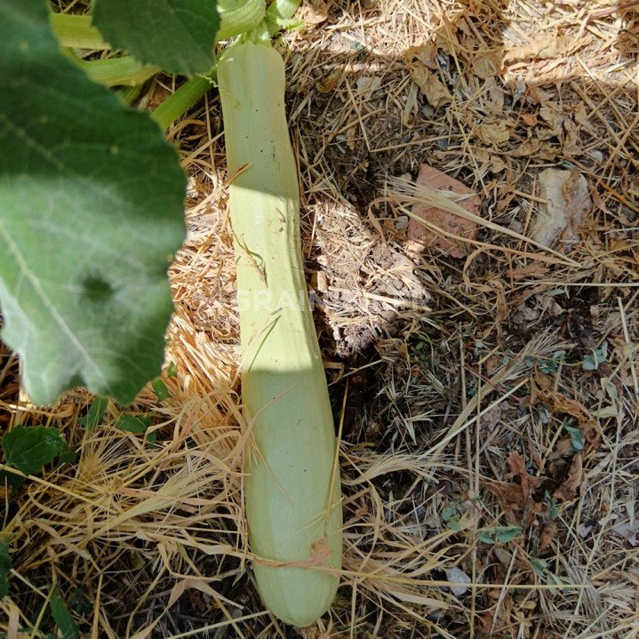 Courgette blanche libanaise, Blanche du Liban image